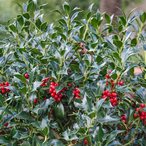 When to prune holly bushes to keep them healthy and controlled | Ideal Home