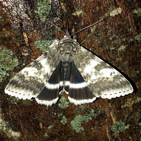 37 Common Black and White Moths (Pictures And Identification)