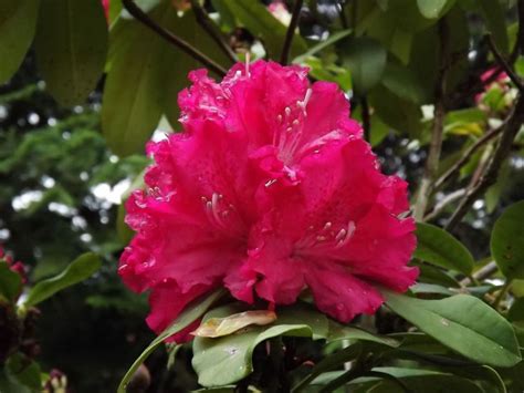 Rhododendron 'Girard Ruffled Red' - Girard Ruffled Red rhododendron ...