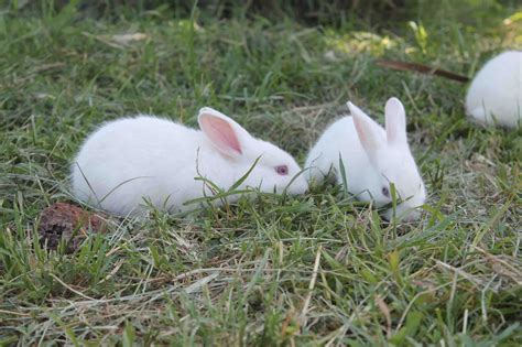 How Fast Do Rabbits Multiply 的图像结果