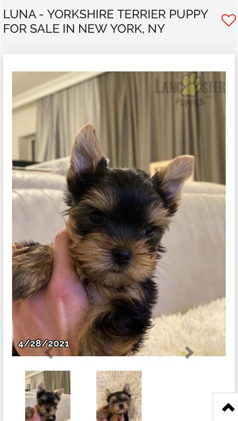 Lancaster Puppies Reviews - 113 Reviews of Lancasterpuppies.com ...