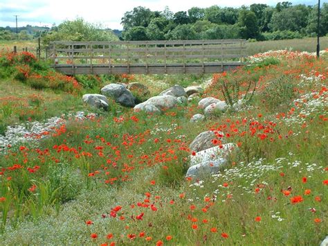 Nature Park 的图像结果
