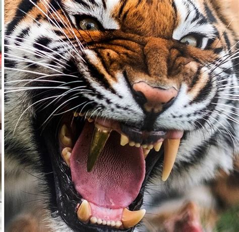 ಕೋರೆಹಲ್ಲು ಮುರಿದು ಸಂಕಷ್ಟದಲ್ಲಿದ್ದ ಹುಲಿಗೆ ಬಂತು ಚಿನ್ನದ ಹಲ್ಲು!