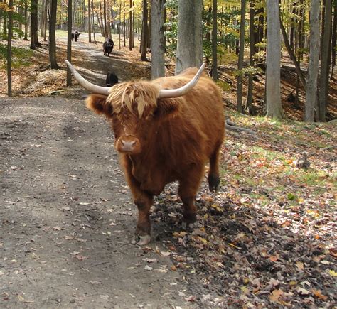 Scottish Highland Cattle - Varysburg, NY - Hidden Valley Animal Adventure