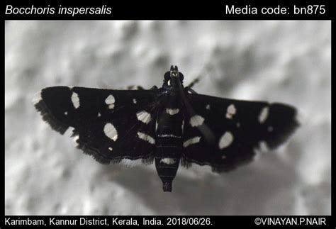 Bocchoris inspersalis (Zeller, 1852) - Dotted Sable | Moths