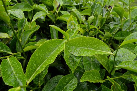 Types of Tea Explained: From White to Pu-erh – AO Tea