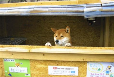 Adorable Dog Found In Japan Sweet Potato Shop - जापान में दिखा एक अनोखा ...