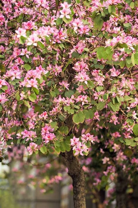Mountain Ebony | Andhra Nursery Farmers Association