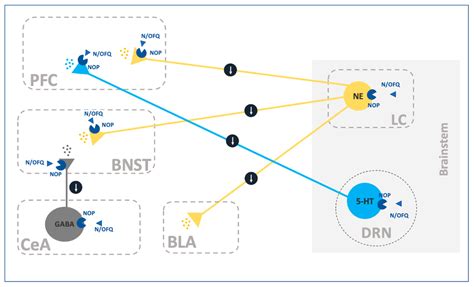 Role of Nociceptin/Orphanin FQ-NOP Receptor System in the Regulation of ...