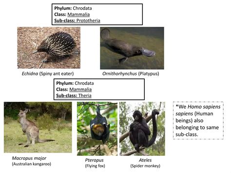 Diversity of Animal kingdom | PPTX