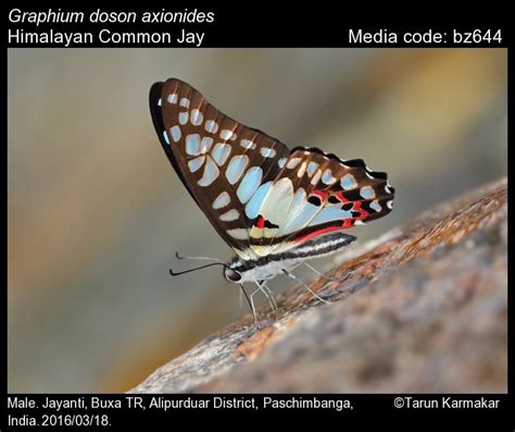 Graphium | Butterfly