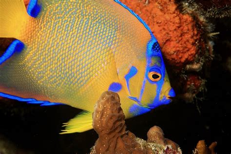 Image result for Colorful Angelfish