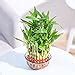 Ugaoo Lucky Bamboo 3 Layer Feng Shui Plant (green color) : Amazon.in ...