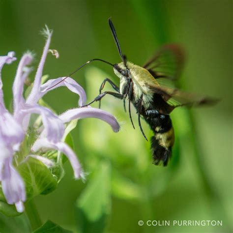 Colin Purrington — Snowberry clearwing moth (Hemaris diffinis)...