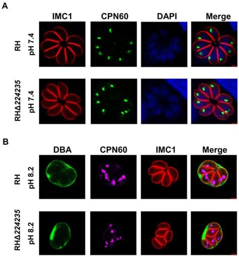Functional Characterization of Six Eukaryotic Translation Initiation ...