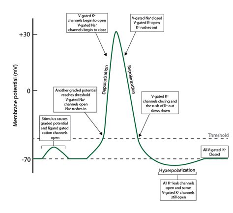 Image result for Action Potential
