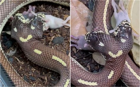 Snake Eating Mouse