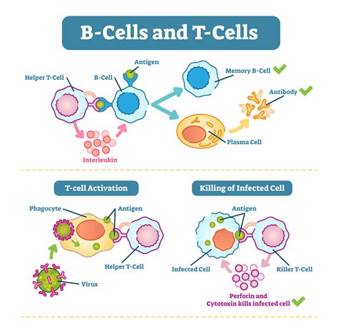 Helper T And B Cells