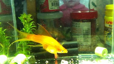 aquarium fish giving birth