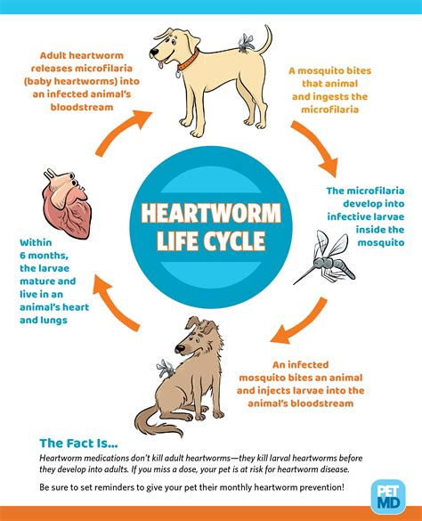 Life Cycle Of A Dogs at Emmanuel Jones blog