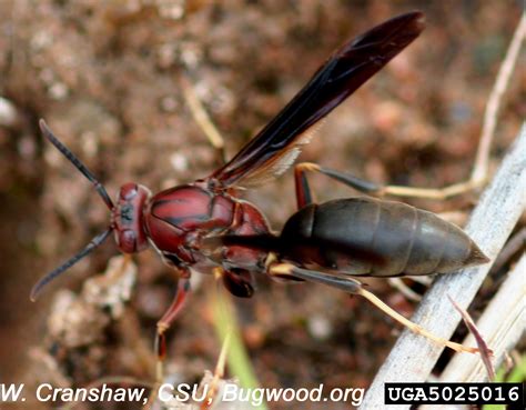 Red Wasp Queen