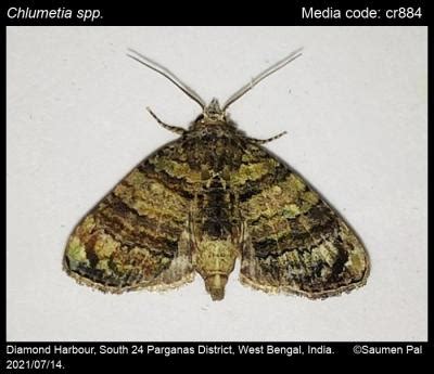 Chlumetia spp. Walker, [1866] - | Moths