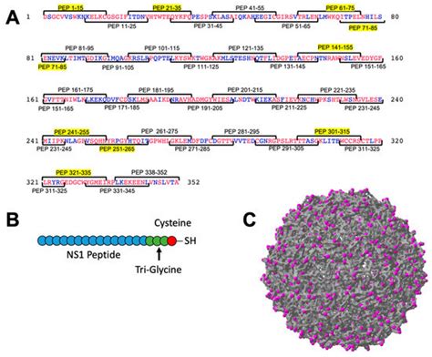 Unbiased Identification of Dengue Virus Non-Structural Protein 1 ...