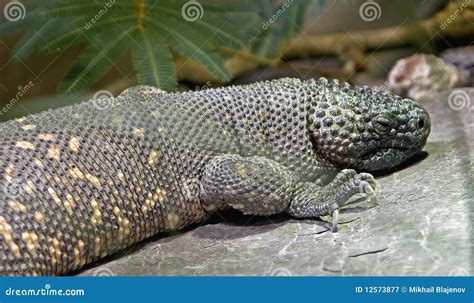 Mexican beaded lizard 2 stock image. Image of nature - 12573877