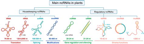 Biogenesis, Functions, Interactions, and Resources of Non-Coding RNAs ...