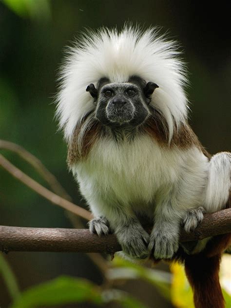 What Is Animal Hair at Modesto Kellogg blog