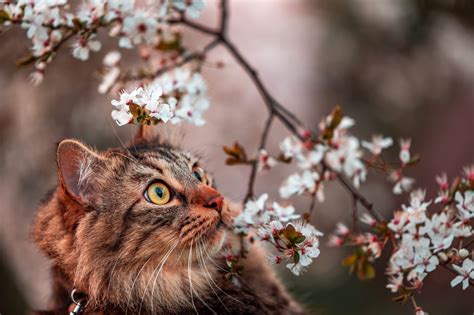 Springtime Pet Emergencies and How To Prepare – Oakland Animal Hospital