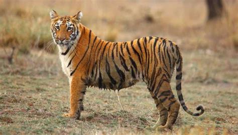उत्तराखंड : शिकारी तस्करों से मिल रहीं बाघ की खालें, क्या टाइगर रिजर्व ...