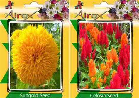 Airex Sungold, Celosia Seed Price in India - Buy Airex Sungold, Celosia ...