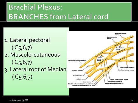 PPT - Brachial Plexus PowerPoint Presentation, free download - ID:9015022