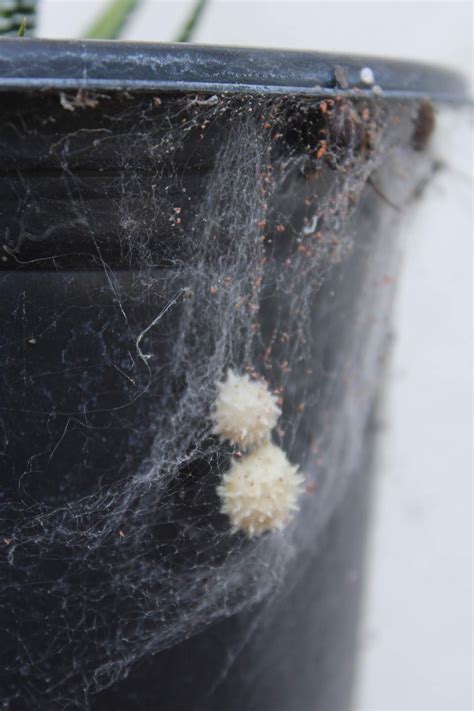 What Grows in Fullerton?: Brown widow egg sac