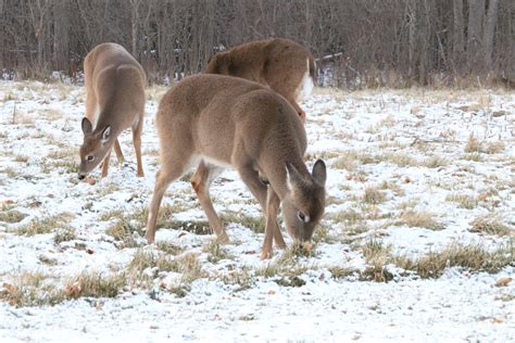 Michigan Muzzleloader Season: Key Dates & Regulation Changes