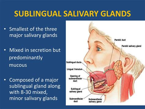 Glands Under The Tongue | Salivary Gland Infection On Face – WMCKD