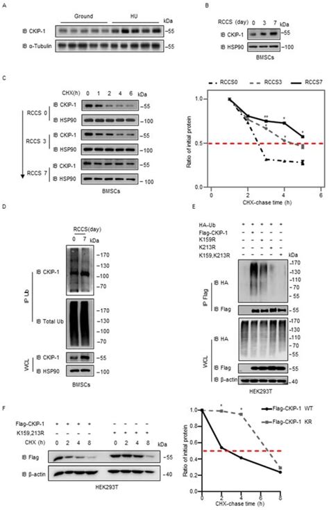 The Discovery of a Specific CKIP-1 Ligand for the Potential Treatment ...