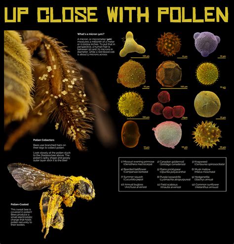 What Bees Eat Pollination — Museum of the Earth