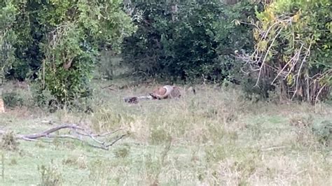 Image result for Leopard Fights Python