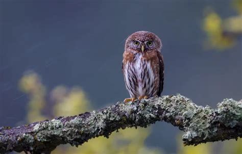 Wallpapers for mobile and your desktop - page 16