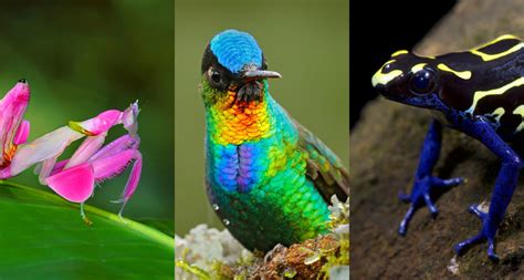 Image result for Colorful Primates