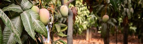 Golden Mangoes