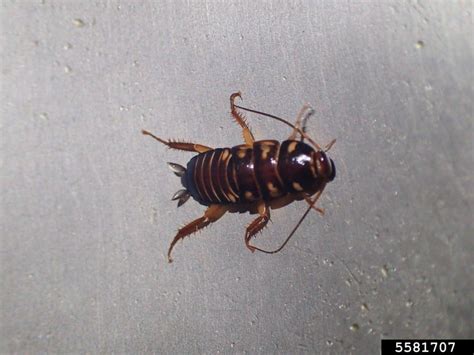 Australian Cockroach 的图像结果