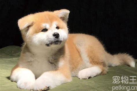 《秋田犬》叫名字完全沒反應的秋田犬肚毛 | Akita Inu - YouTube