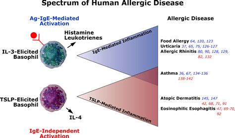 Basophils and allergic inflammation - Journal of Allergy and Clinical Immunology