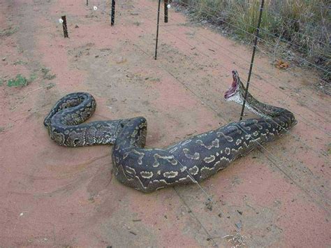 Image result for Giant Python Caught
