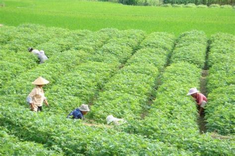 “植物工厂”正成为中国农业的新形态|秦鹏_新浪财经_新浪网