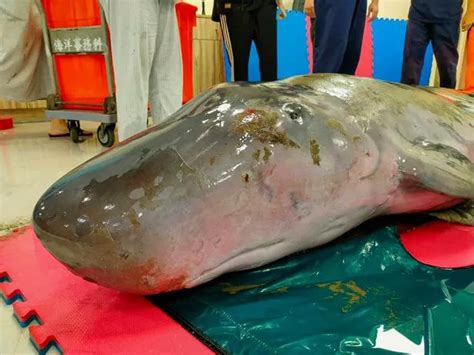 Image result for Sperm Whale Exploding