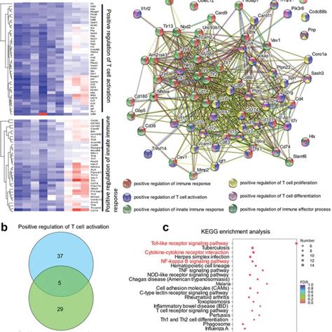Heat Map of Transcriptome Analysis of Pathogen Infection 的图像结果